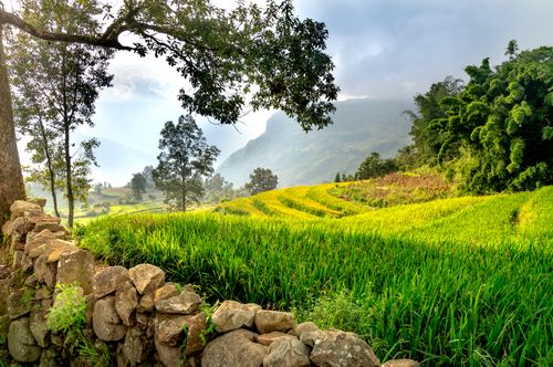 Free A tranquil rice terrace landscape with lush greenery, trees, and a stone wall during daylight. Stock Photo