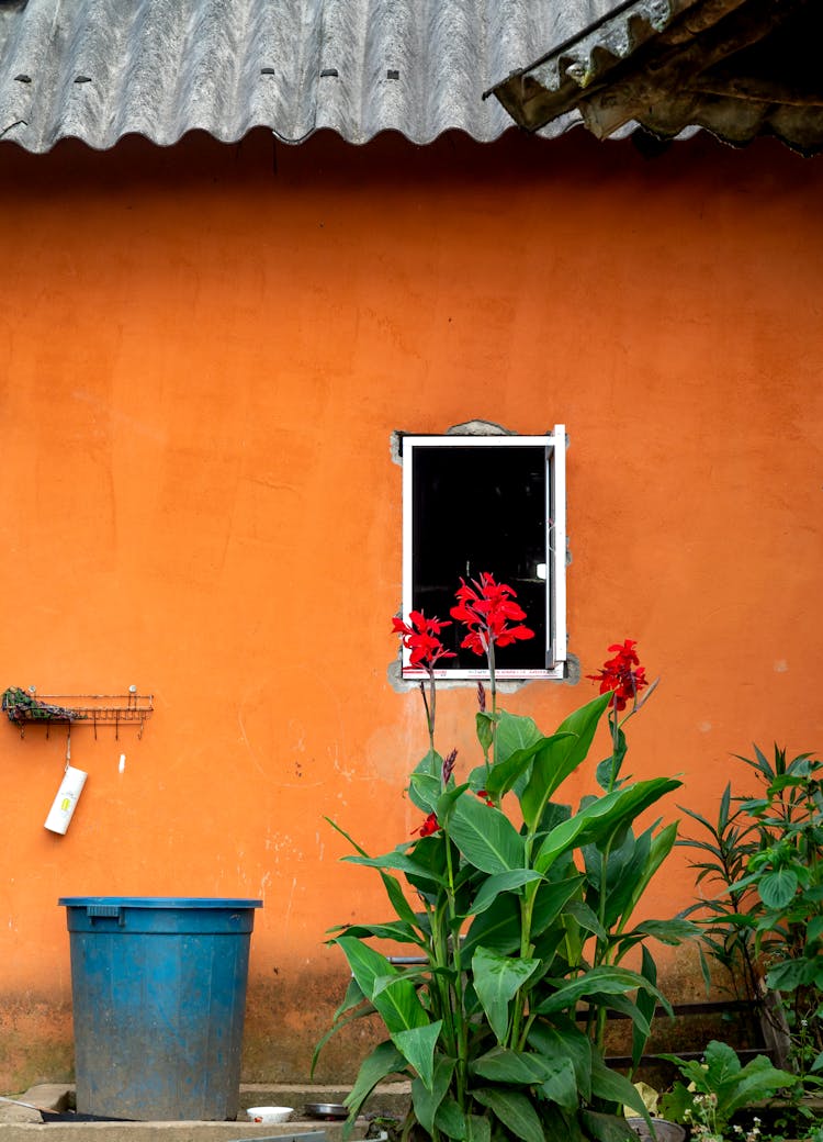 Red Flowers Growing By Window Of Orange House