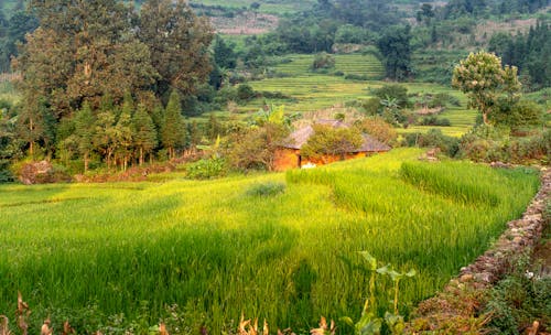 A House Between Green Grass Field with Trees