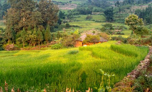 Free Scenic view of vibrant rice terraces and rustic house amidst lush greenery. Stock Photo