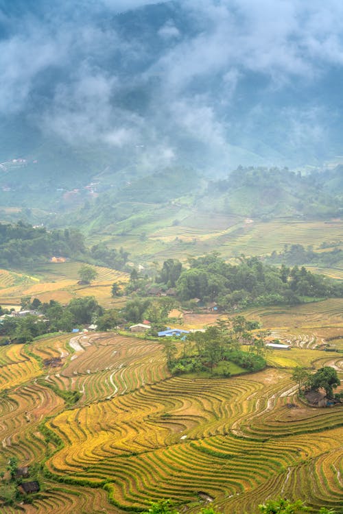 Fotos de stock gratuitas de agricultura, campos de arroz, foto con dron
