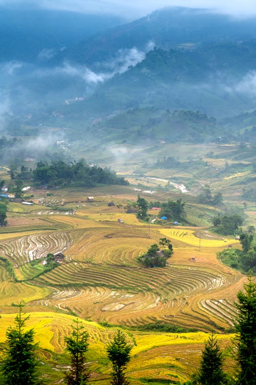 Foto profissional grátis de agricultura, área, arrozais