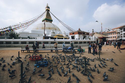 คลังภาพถ่ายฟรี ของ bouddha, pidgeons, คน