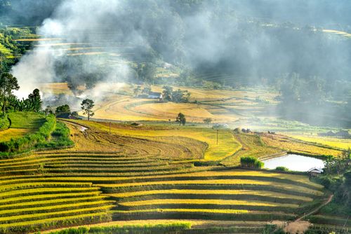 Free Beautiful terraced rice fields with morning mist in a tranquil countryside setting. Stock Photo