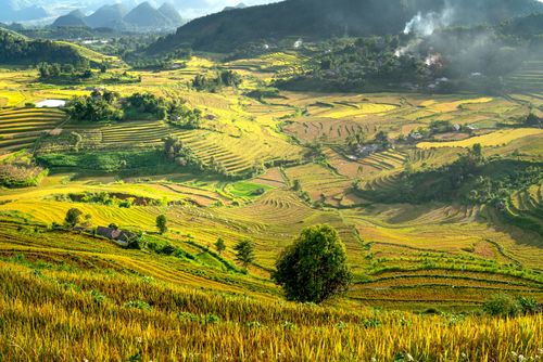 Free Breathtaking view of lush terraced fields on a sunny day in the countryside. Stock Photo