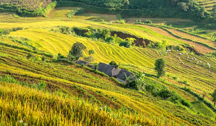 Village And Fields In Asia 