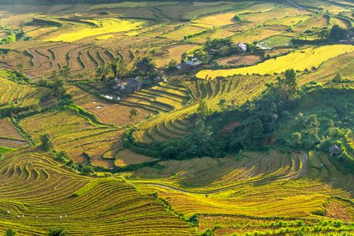 Free Stunning aerial view of lush rice terraces in rural countryside, captured in vivid greens and yellows. Stock Photo