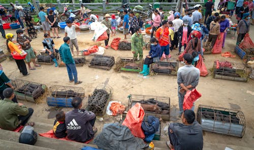 People Selling Animals in Cages in the Market