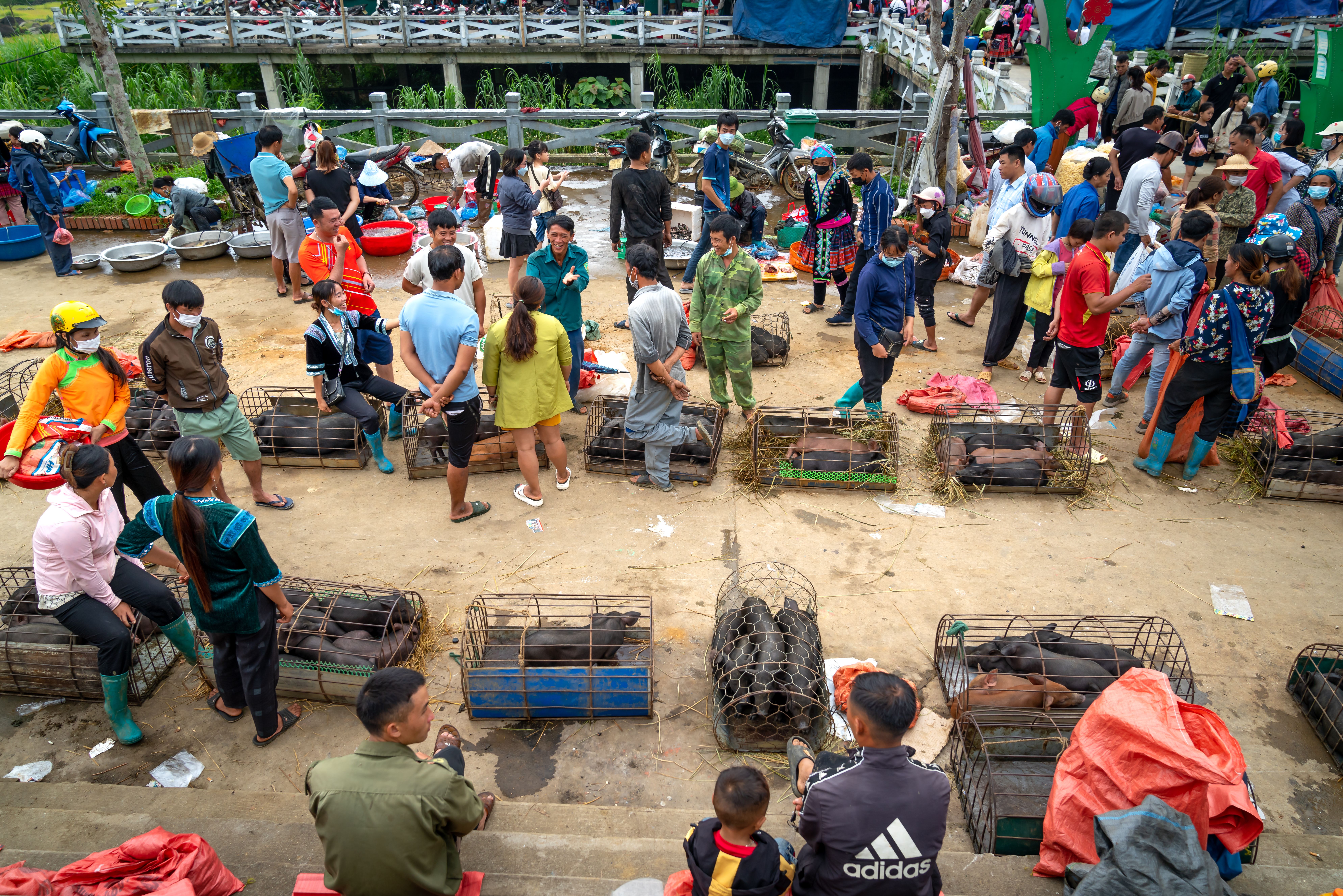 A busy outdoor market with people selling and buying pigs in cages.