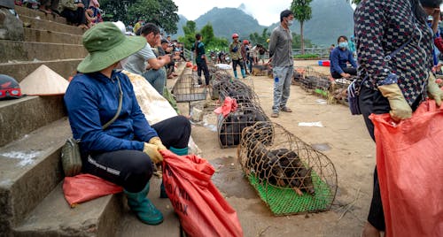 Vendors Selling Piglets on Cages