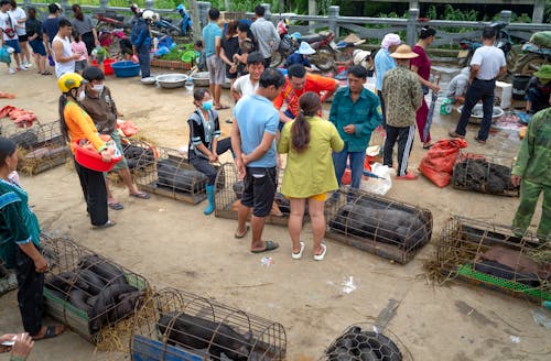 People at a Marketplace with Vietnamese Pigs in Cages 