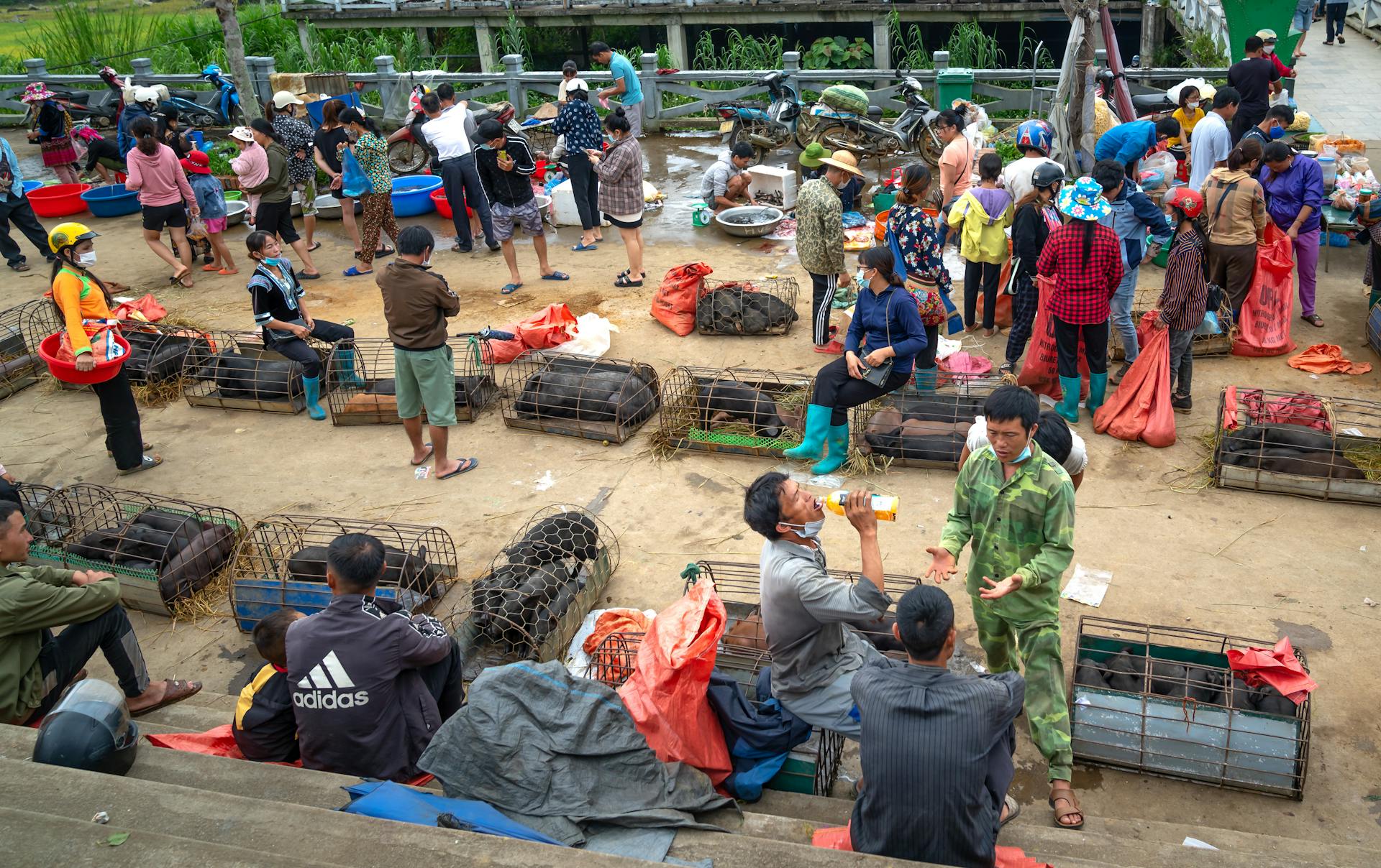 Merchants Selling Livestock