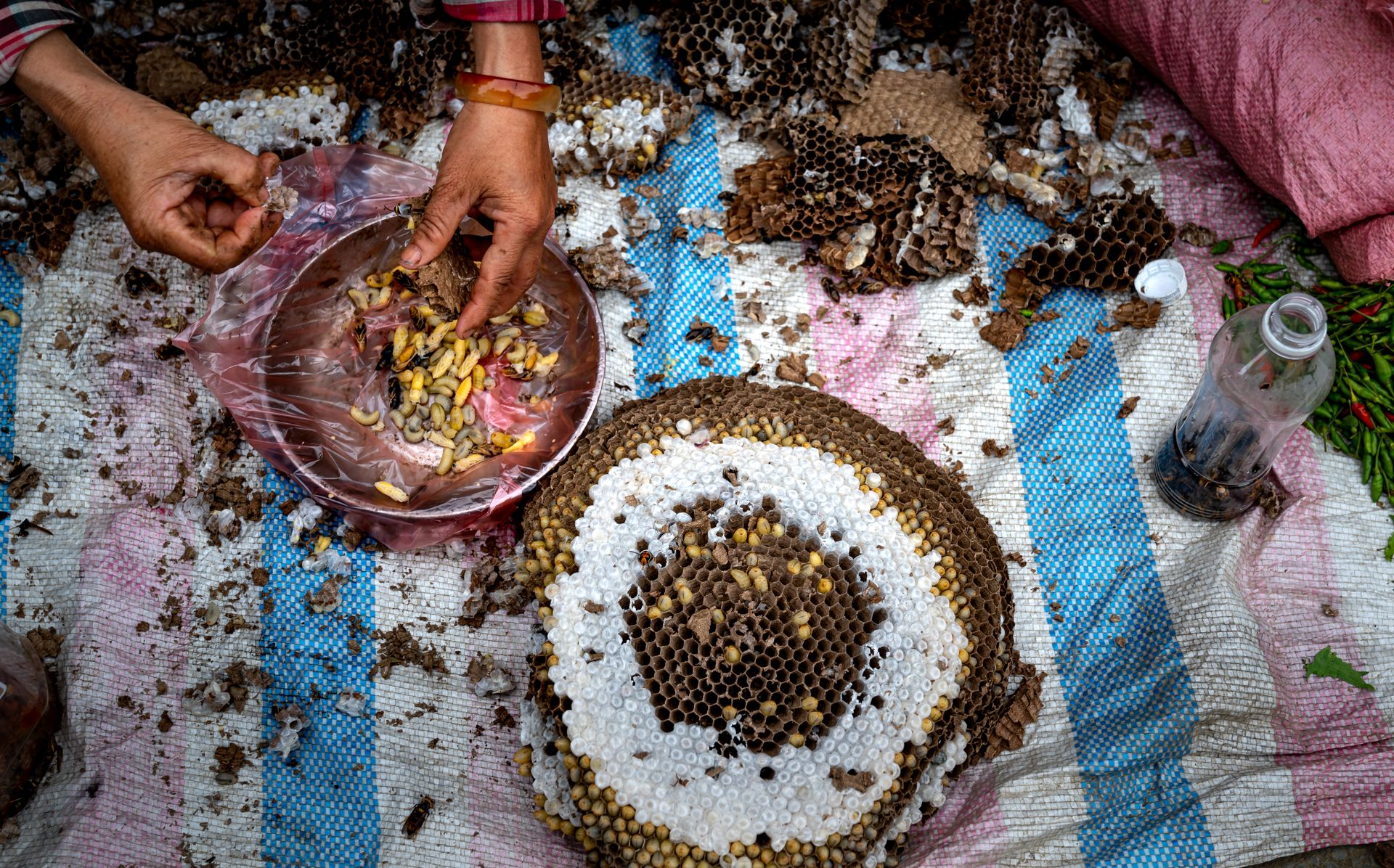 Hands Sorting Larvae from Wasp Hive