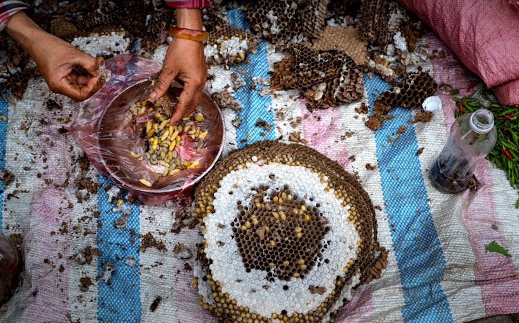 Hands Sorting Larvae From Wasp Hive