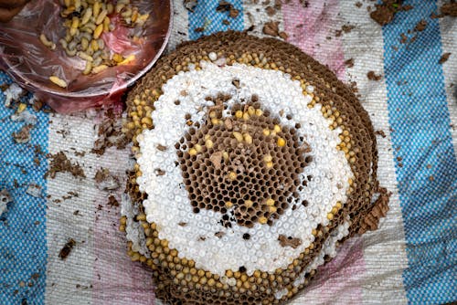 Foto stok gratis merapatkan, Pandangan atas, sarang lebah