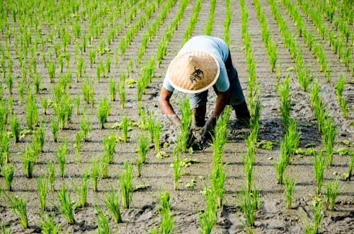 A Farmer Weeding a Paddy Field