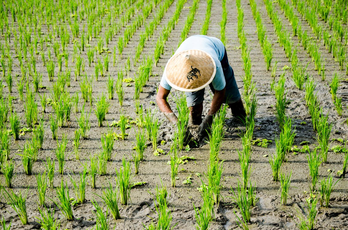 Agricoltura tradizionale