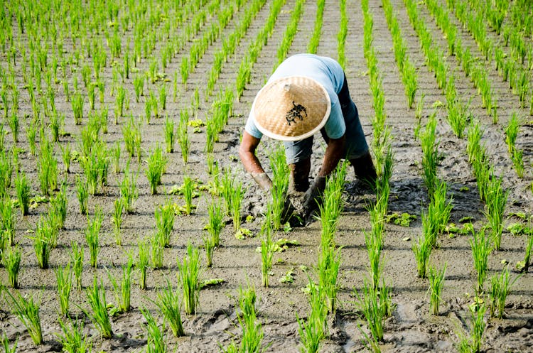 A Farmer Weeding A Paddy Field