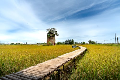 Wooden Boardwalk in the Middle of a Rice Field