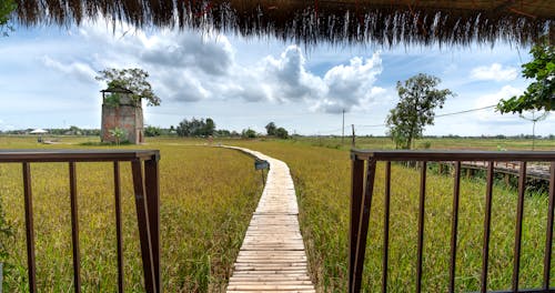Wooden Pathway on a Grass Field