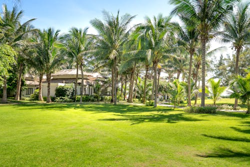 Green Palm Trees on Green Grass Field