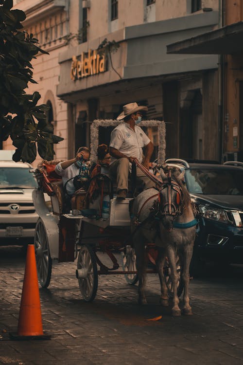 Foto profissional grátis de carruagem, cavalo, cidade
