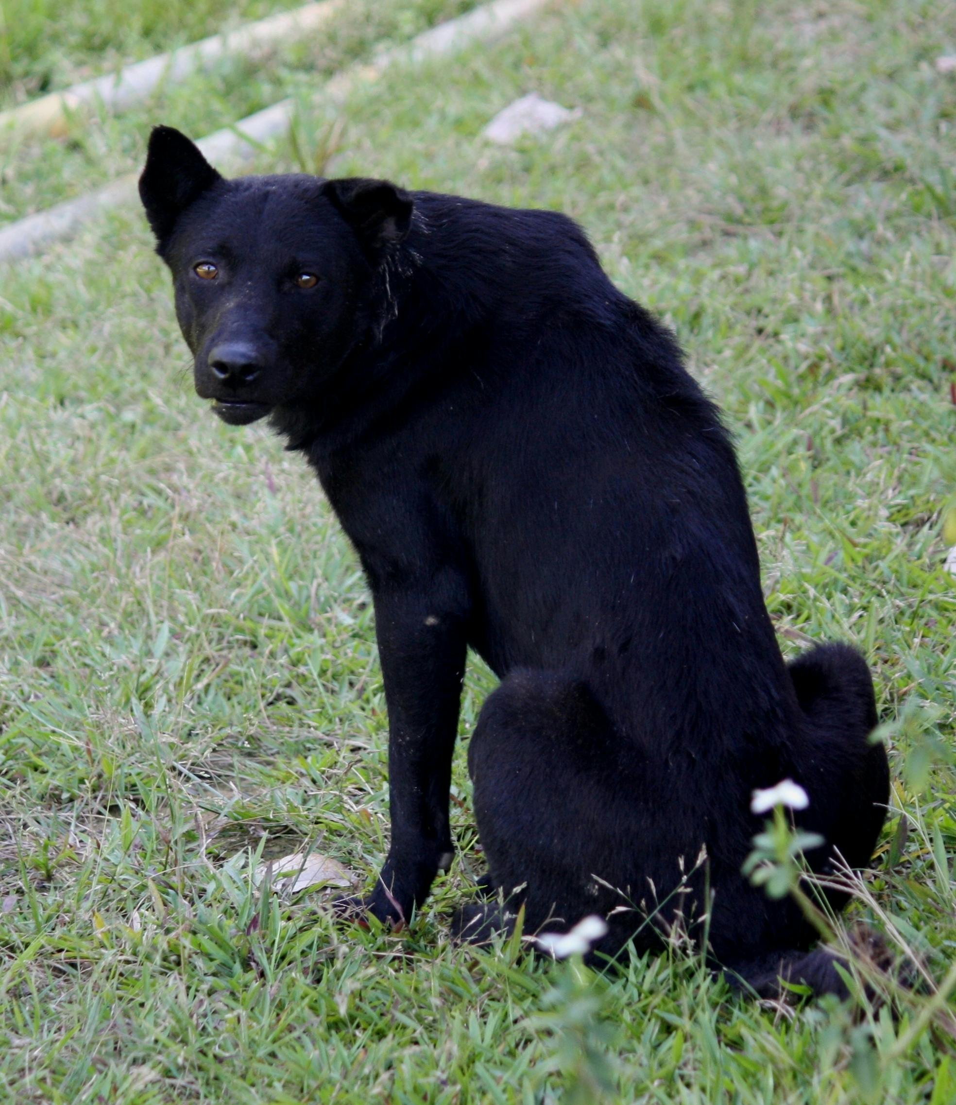 38+ Anjing hitam release