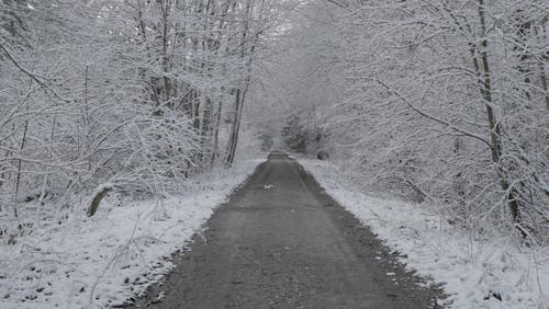 Foto d'estoc gratuïta de arbres, bosc, buit