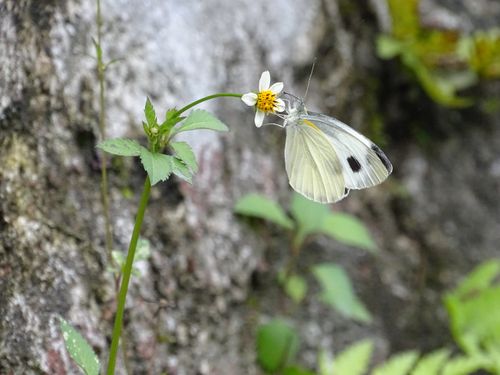 Free stock photo of butterfly, insect, nature Stock Photo