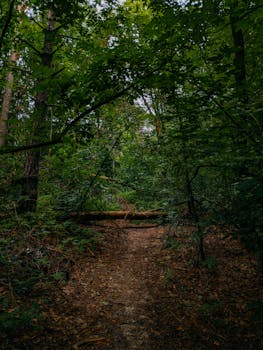 Explore a tranquil forest path surrounded by dense foliage, capturing the essence of nature's calm.