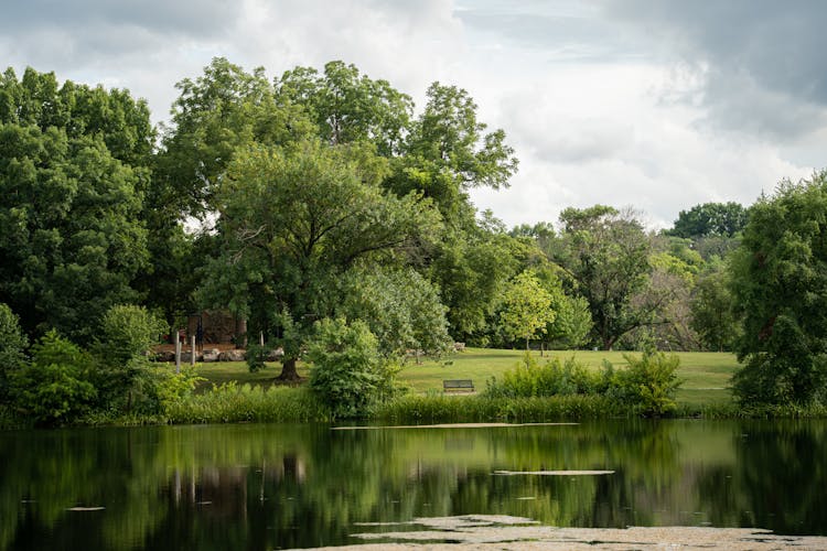 Green Grass And Trees Beside A Pond In A Park In Summer 