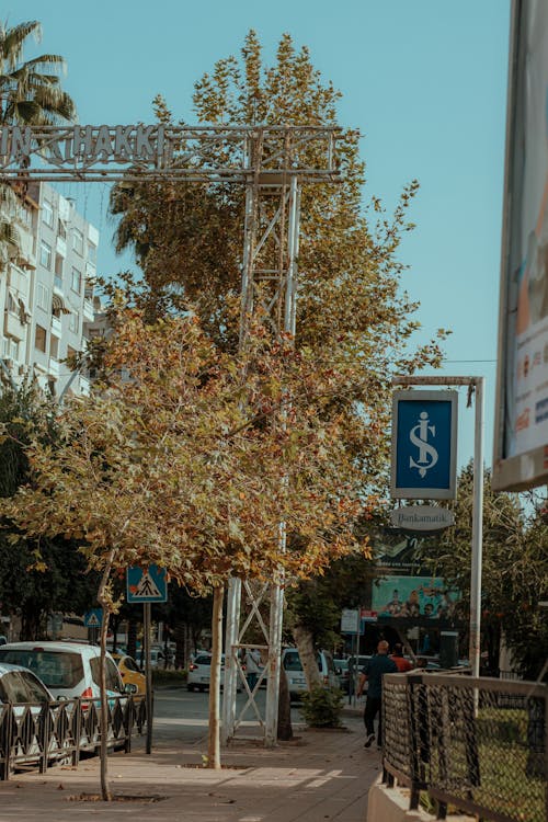 Free stock photo of adana, automatic teller machine, palm trees