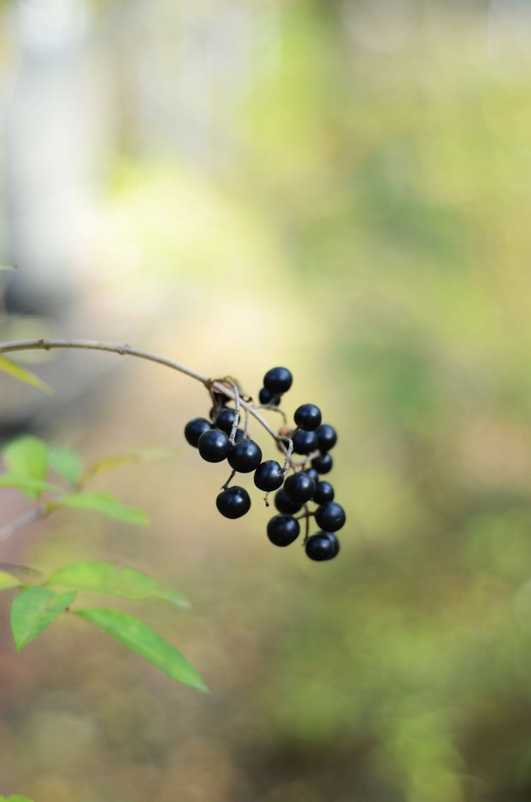 Close-up Of Common Privet Fruit 