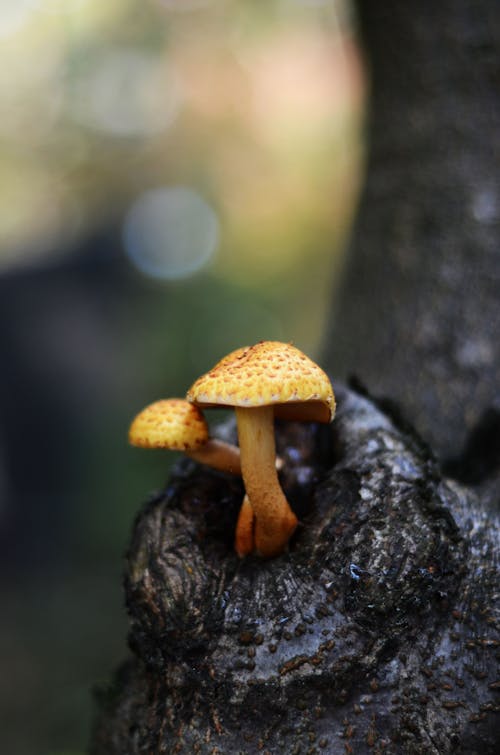 Gratis stockfoto met champignons, detailopname, fungus