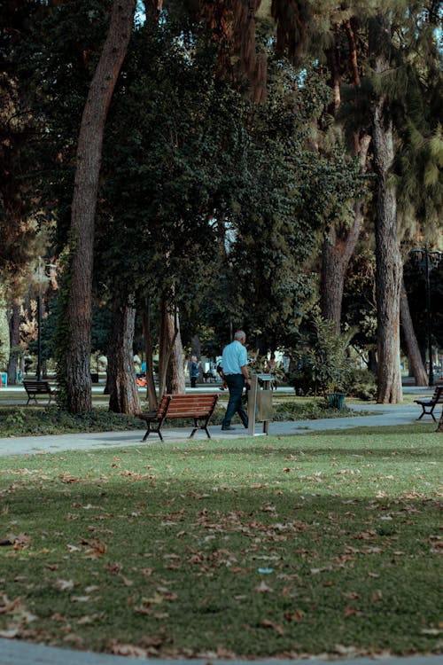 Trees in the Park