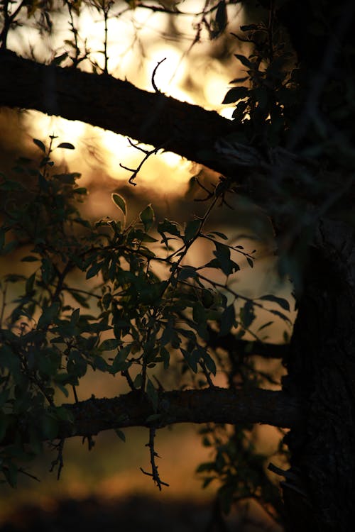 Close-up of Silhouetted Tree Branches and Leaves at Sunset 