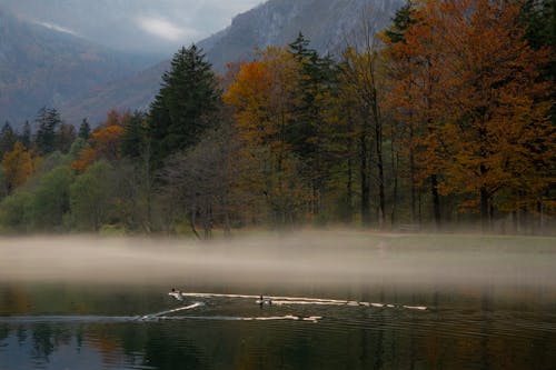Free Ducks Swimming on a Lake in Autumn Stock Photo