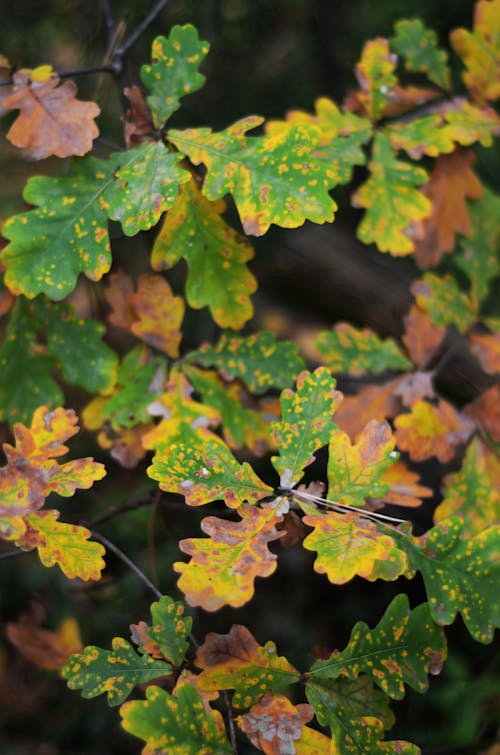 Close Up Photo of Leaves