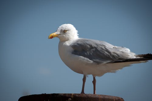 Close-Up Shot of a European Herring Gull