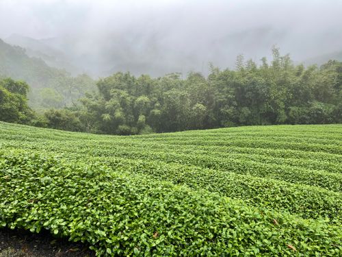 Free 下雨茶園 Stock Photo