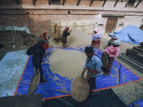 Workers sifting rice using winnowing baskets on a farm. Traditional agriculture in action.