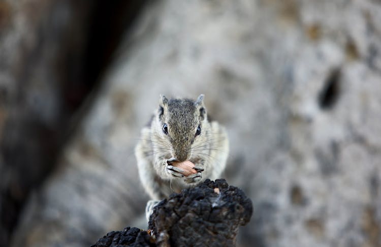 Close Up Of Eating Squirrel