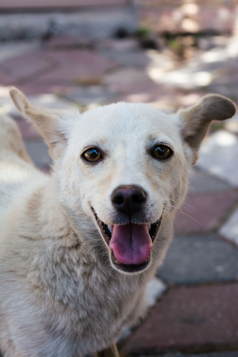 A happy white dog smiling with its tongue out