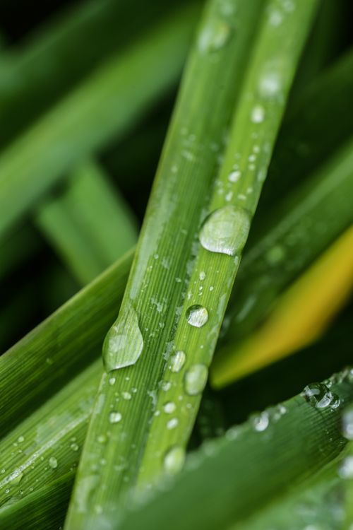 Free Close-up view of fresh dewdrops on vibrant green grass blades, showcasing nature's beauty. Stock Photo