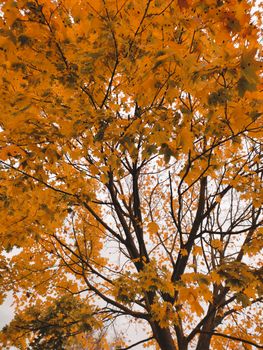 A stunning view of a maple tree showcasing vivid yellow fall leaves against a clear sky.