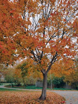 Beautiful autumn landscape showcasing a vibrant maple tree in a serene park setting.