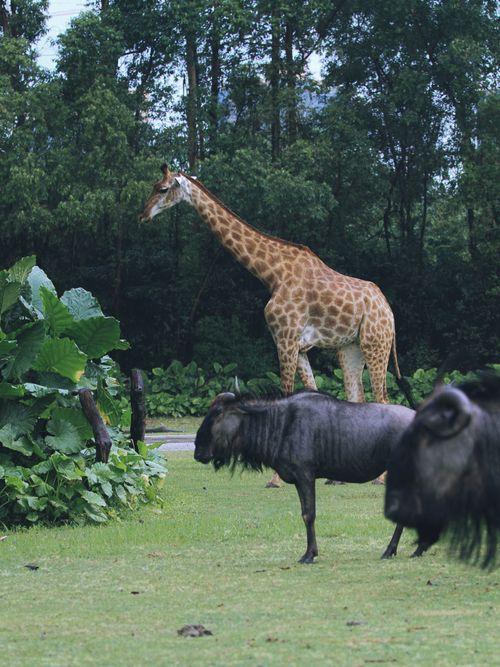 Free A serene scene of a giraffe and wildebeest surrounded by lush greenery in the African savannah. Stock Photo