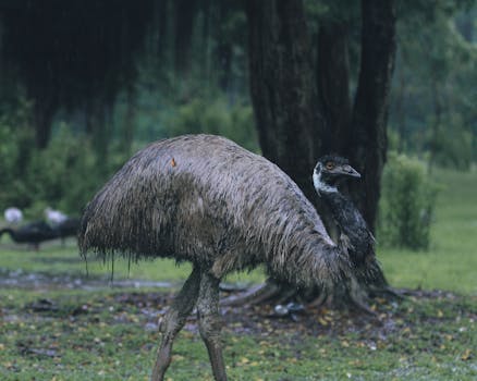 A solitary emu standing gracefully in a lush, rainy forest environment.