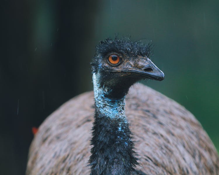 King Island Emu In Close-up Shot 