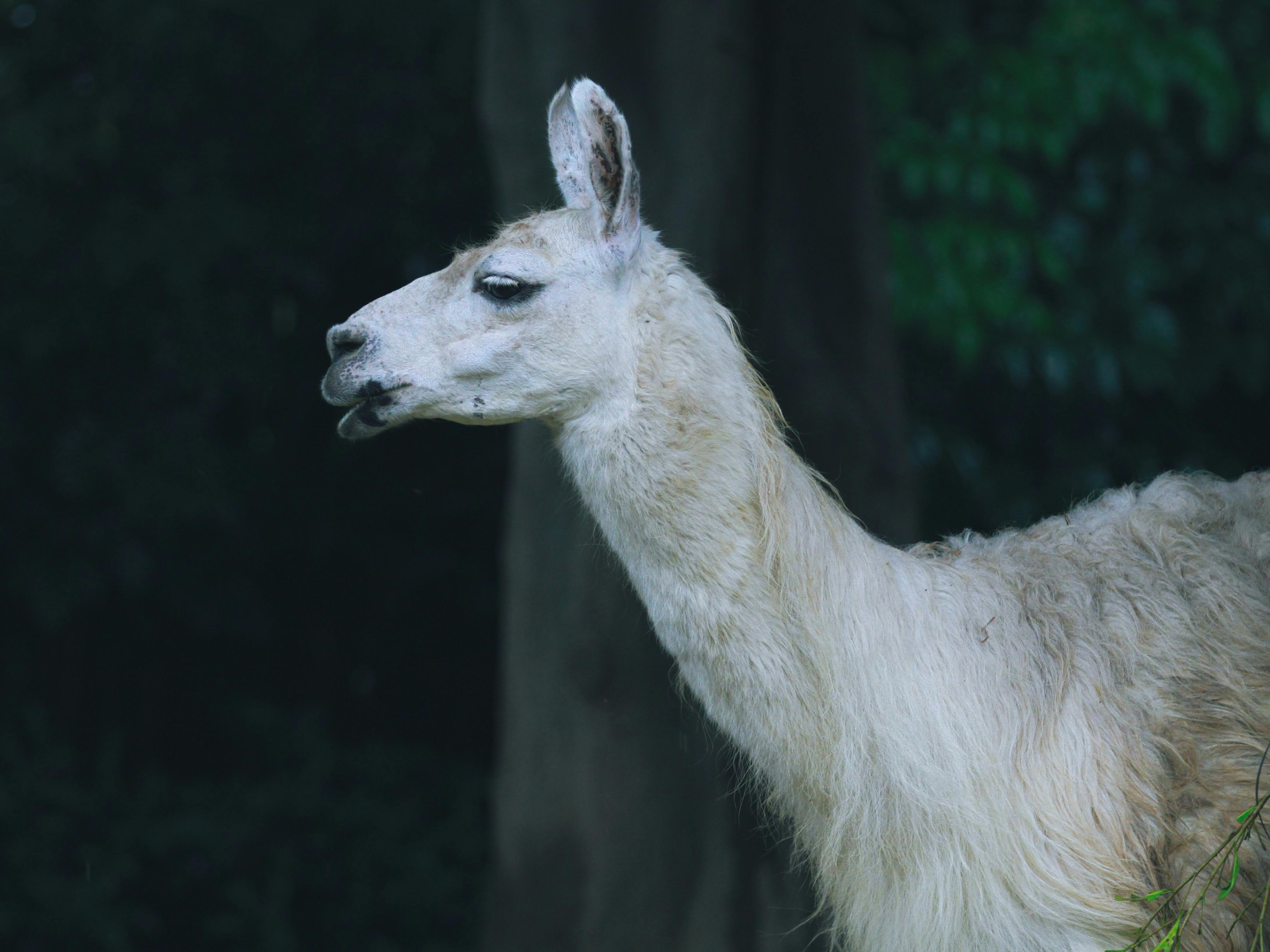 Llama 4 Maverick API